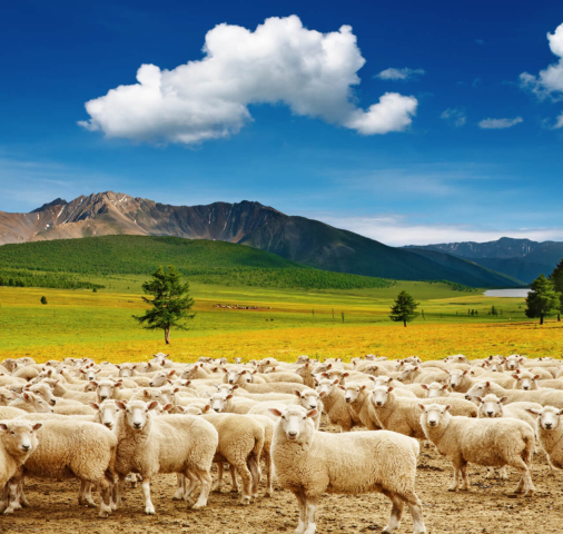 100% Wool